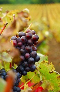 Le raisin : un fruit d'automne gorgé de bienfaits !