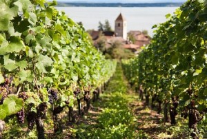 Taille de la vigne biologique