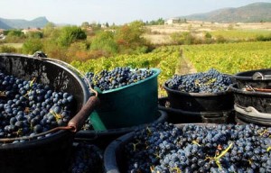 jus-raisin-bio-antioxydant-puissant-naturel-pepin-huile-sec-cure-feuille-pain-vin-peau-cholesterol-vigne (57) Le raisin bio (Vitis vinifera) antioxydant naturel puissant