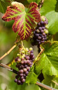 jus-raisin-bio-antioxydant-puissant-naturel-pepin-huile-sec-cure-feuille-pain-vin-peau-cholesterol-vigne (7) Le raisin bio, un fruit très peu calorique